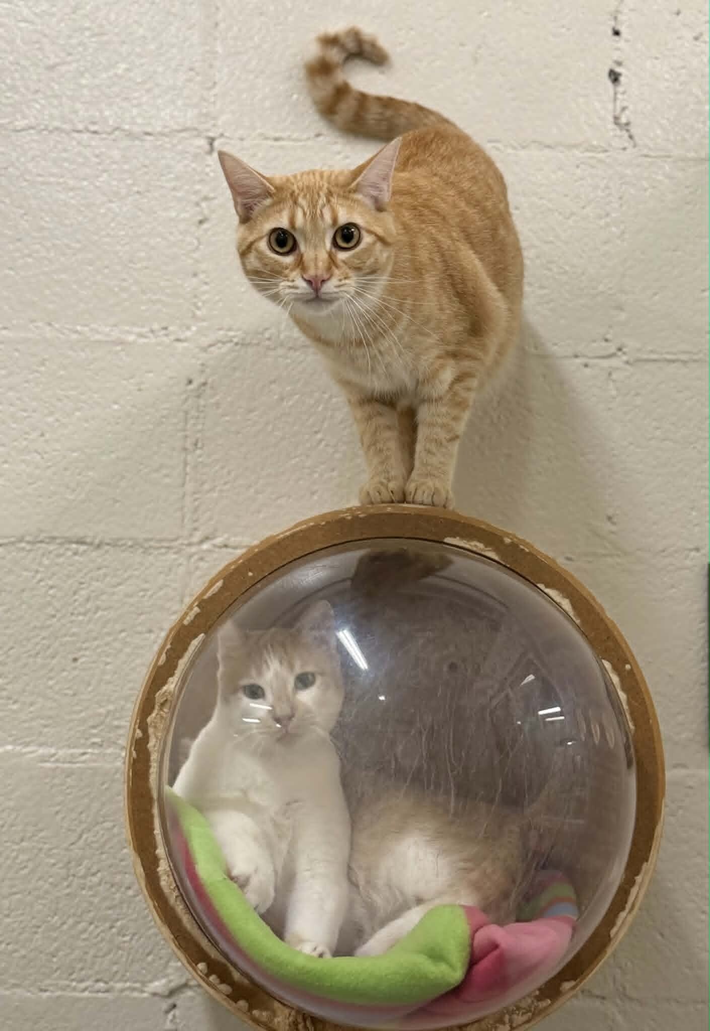 Picture of the Animal Listed